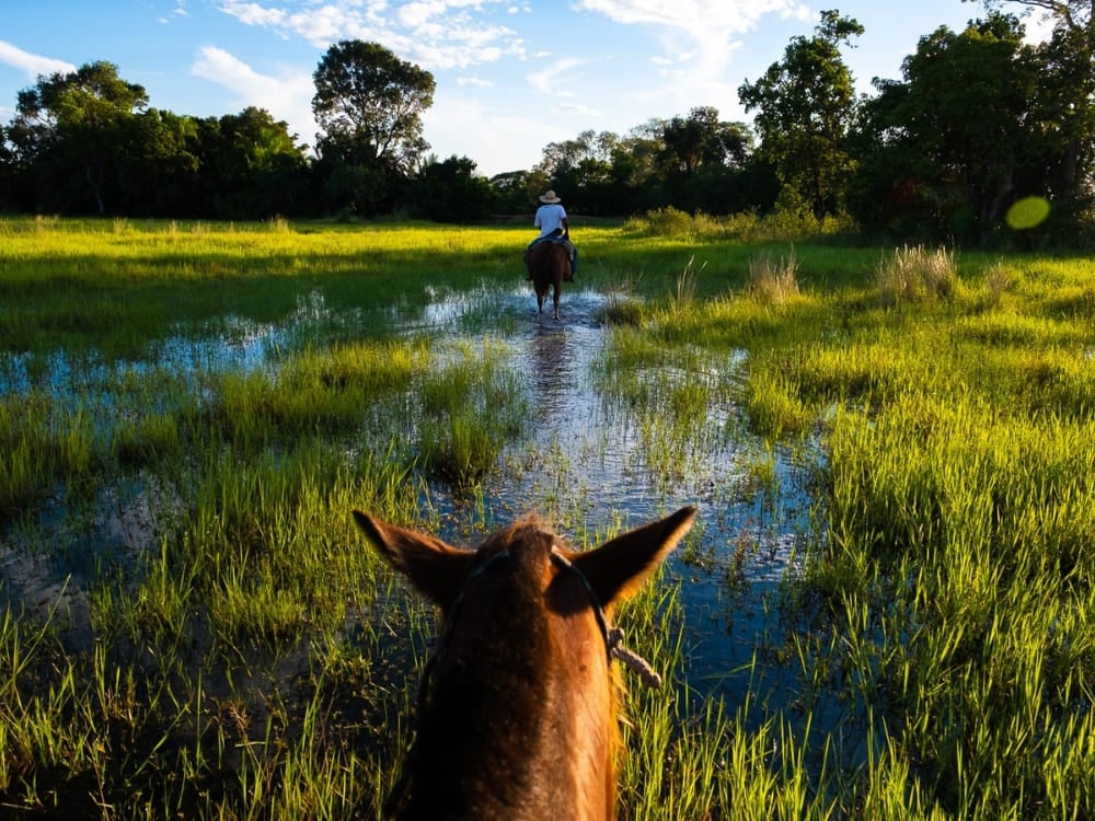 A traveler horseback riding through shallow wetlands, a popular activity when exploring the Pantanal. A traveler horseback riding through shallow wetlands, a popular activity when exploring the Pantanal.