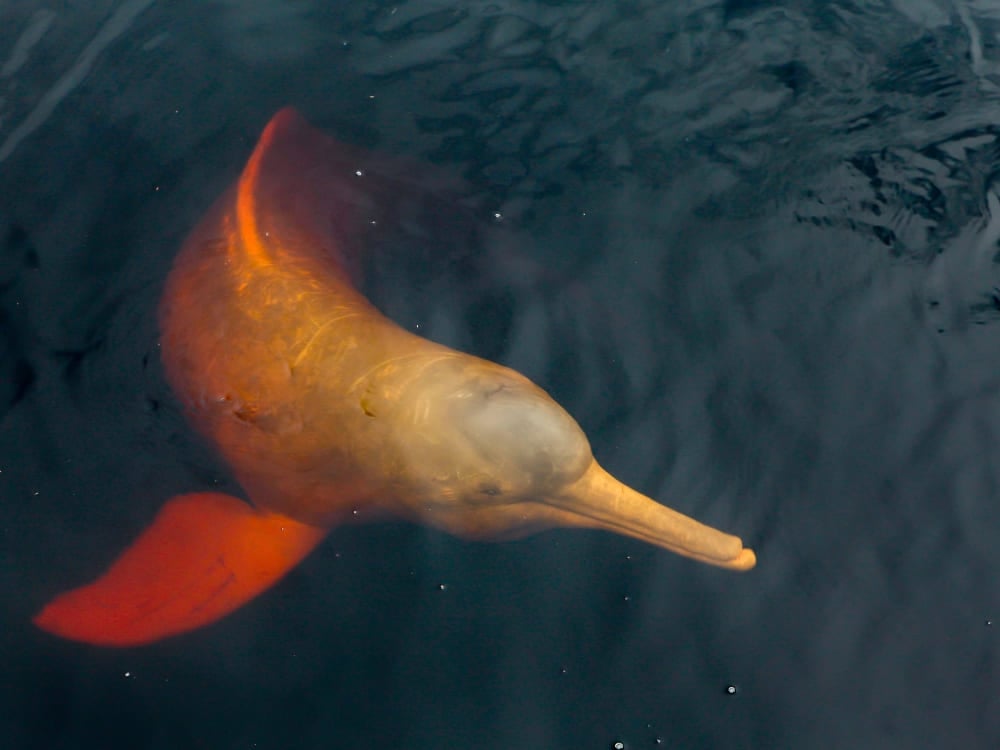 A pink river dolphin surfaces to breathe, showing its distinct color against the dark, black waters of the Rio Negro. A pink river dolphin surfaces to breathe, showing its distinct color against the dark, black waters of the Rio Negro.
