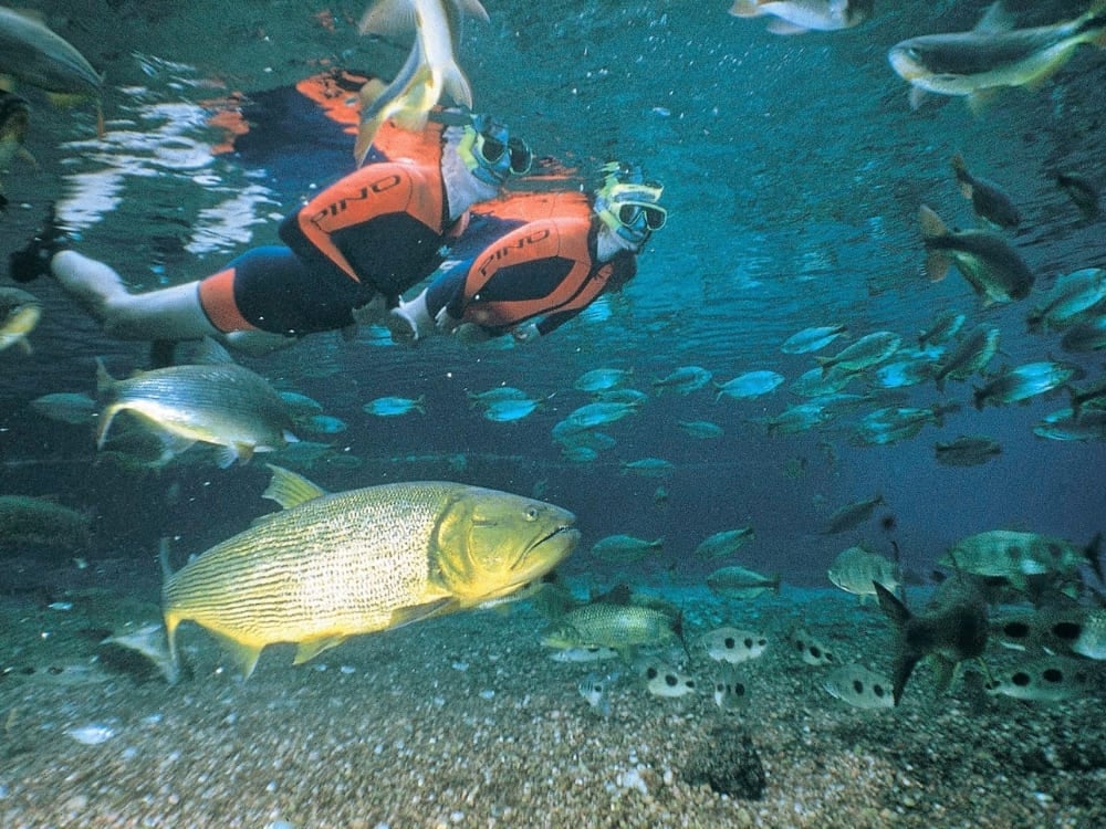 Tourists snorkeling in a clear river with Dorado fish, a unique underwater Pantanal experience. Tourists snorkeling in a clear river with Dorado fish, a unique underwater Pantanal experience.