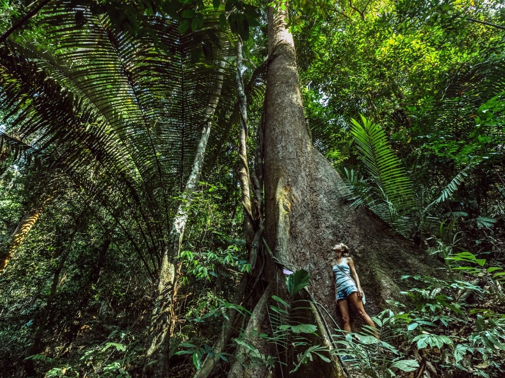 A traveler stands at the base of a massive tree trunk wrapped in vines, gazing up into the dense, green canopy of the Amazon rainforest. A traveler stands at the base of a massive tree trunk wrapped in vines, gazing up into the dense, green canopy of the Amazon rainforest.