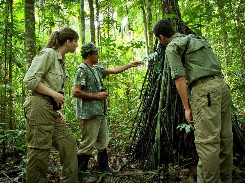 A local guide explains native flora to a group of hikers trekking through the dense Amazon jungle. A local guide explains native flora to a group of hikers trekking through the dense Amazon jungle.