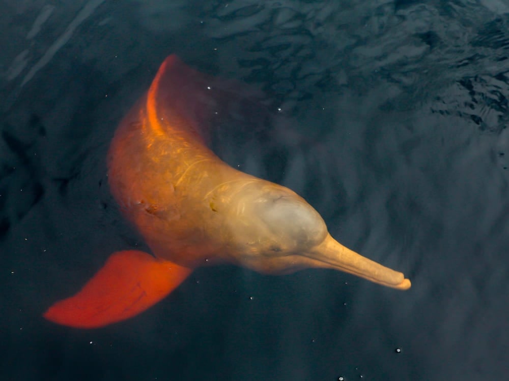 Amazon pink river dolphin swimming in the dark waters of the Rio Negro, a unique wildlife interaction and symbol of the Brazilian forest. Amazon pink river dolphin swimming in the dark waters of the Rio Negro, a unique wildlife interaction and symbol of the Brazilian forest.