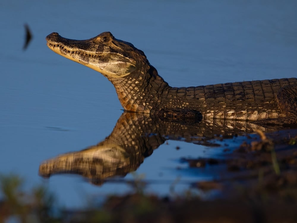 A caiman resting in calm water with its head reflected on the surface during a boat trip in Pantanal, Brazil. A caiman resting in calm water with its head reflected on the surface during a boat trip in Pantanal, Brazil.