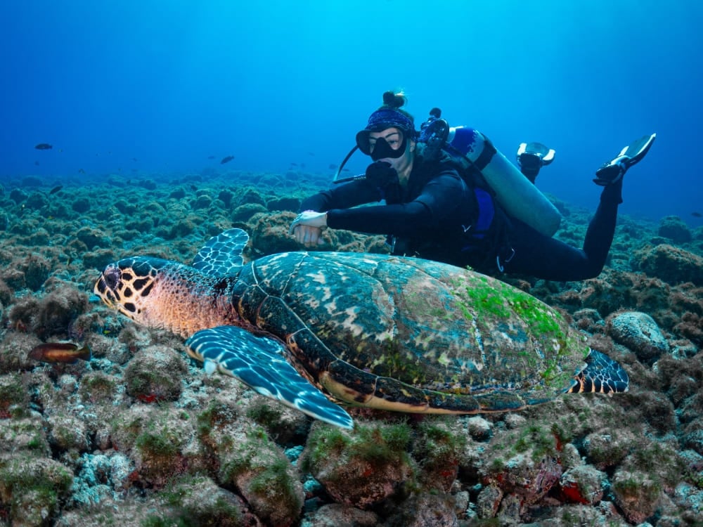 A scuba diver swims alongside a large hawksbill sea turtle in the clear blue waters of Fernando de Noronha. A scuba diver swims alongside a large hawksbill sea turtle in the clear blue waters of Fernando de Noronha.