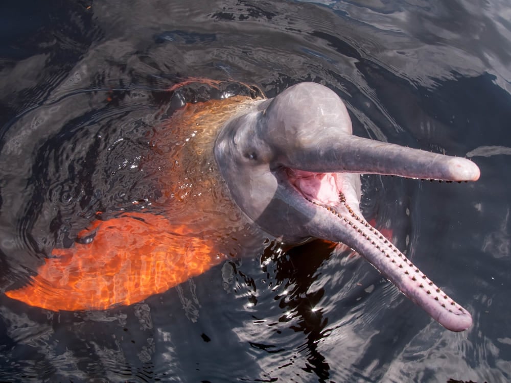 A pink Amazon river dolphin with its head above water and mouth open, showcasing the friendly wildlife of Brazil. A pink Amazon river dolphin with its head above water and mouth open, showcasing the friendly wildlife of Brazil.