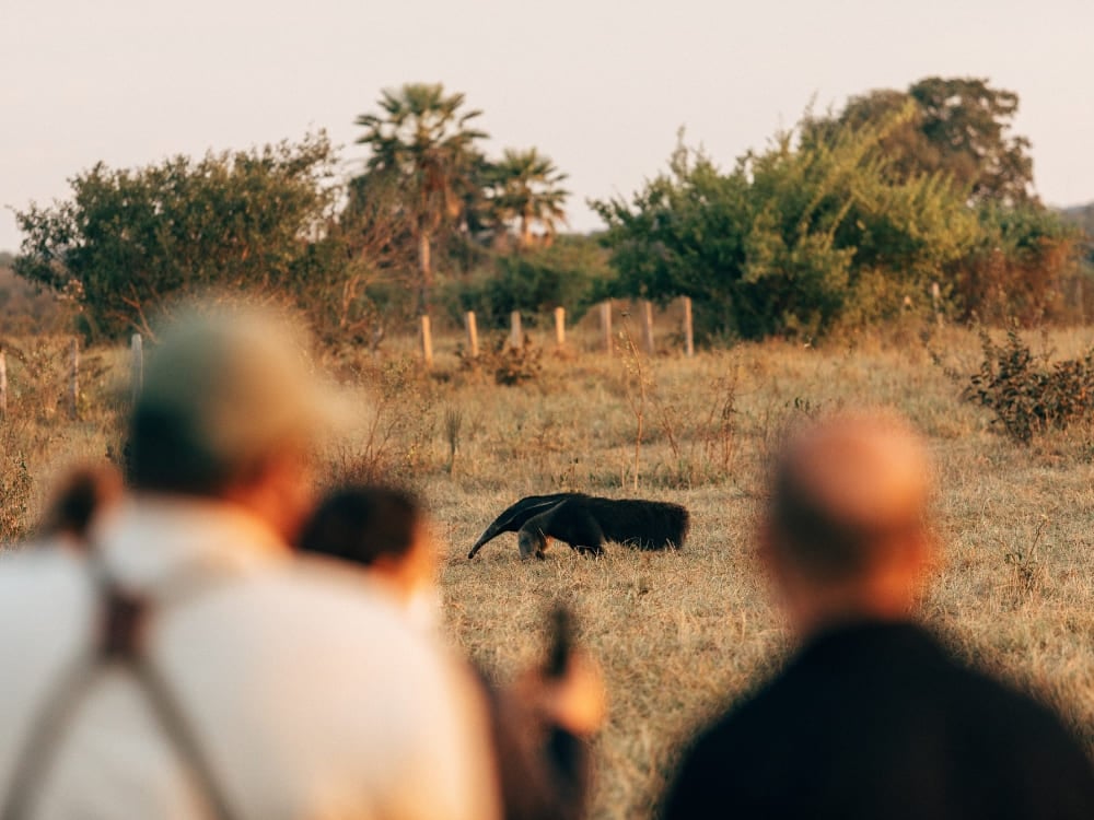 Travelers observing a giant anteater foraging in an open field during a Pantanal trip at dusk. Travelers observing a giant anteater foraging in an open field during a Pantanal trip at dusk.