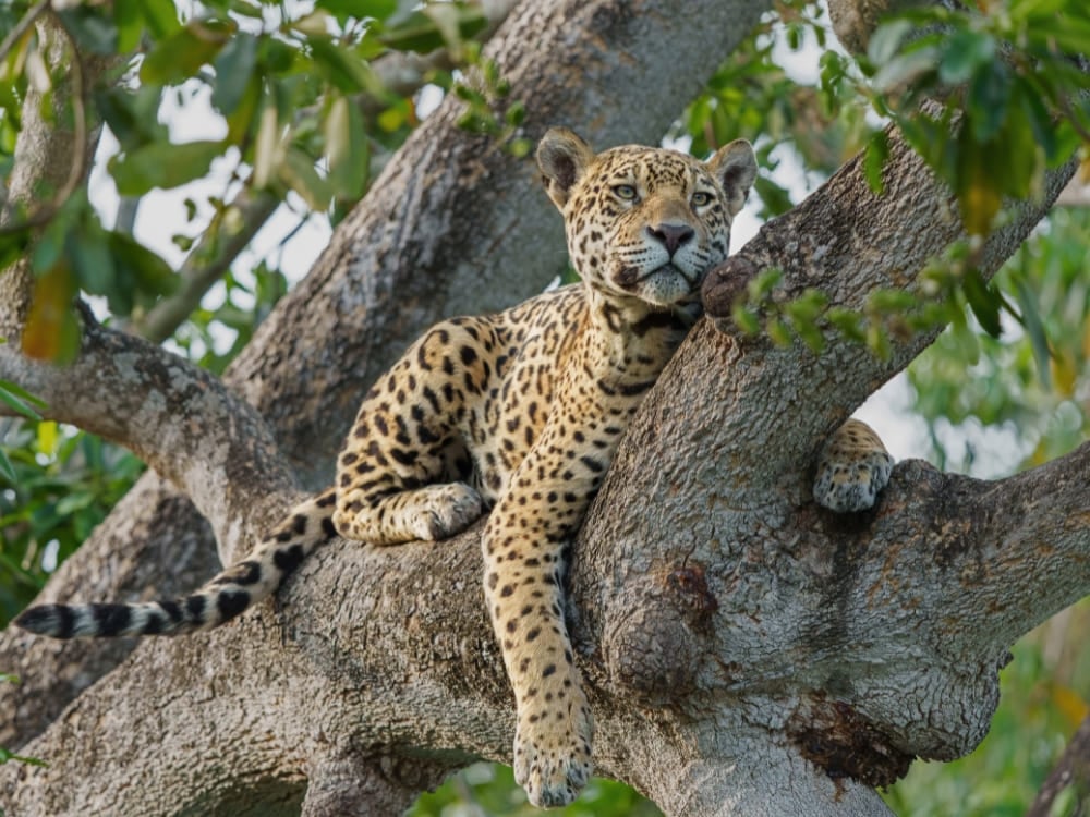 A jaguar rests on a thick tree branch during a wildlife watching safari in the Pantanal dry season. A jaguar rests on a thick tree branch during a wildlife watching safari in the Pantanal dry season.