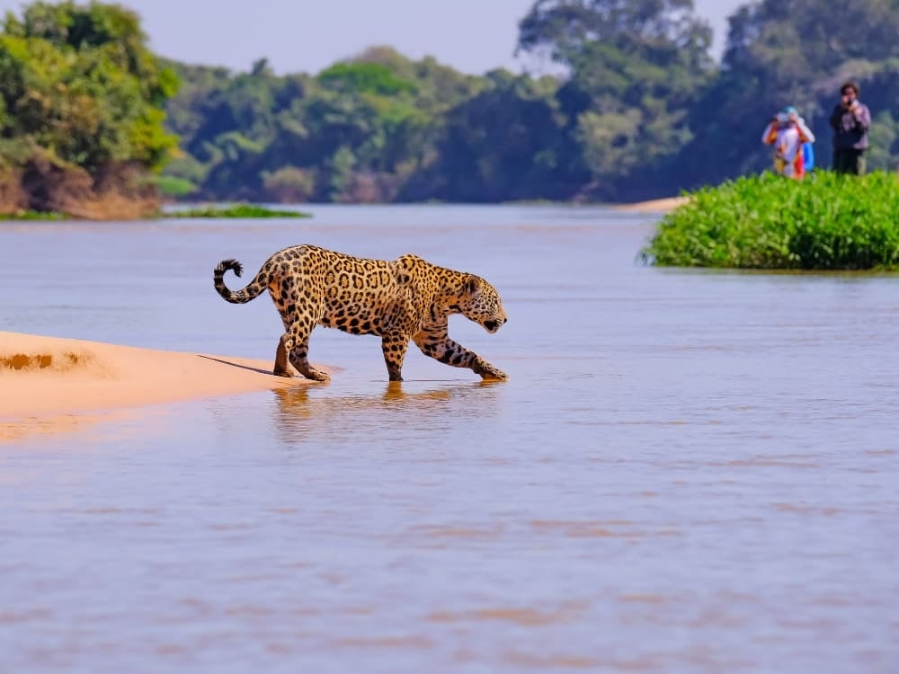 A wild jaguar walking into the river from a sandbank with observers in the distance in Pantanal, Brazil. A wild jaguar walking into the river from a sandbank with observers in the distance in Pantanal, Brazil.