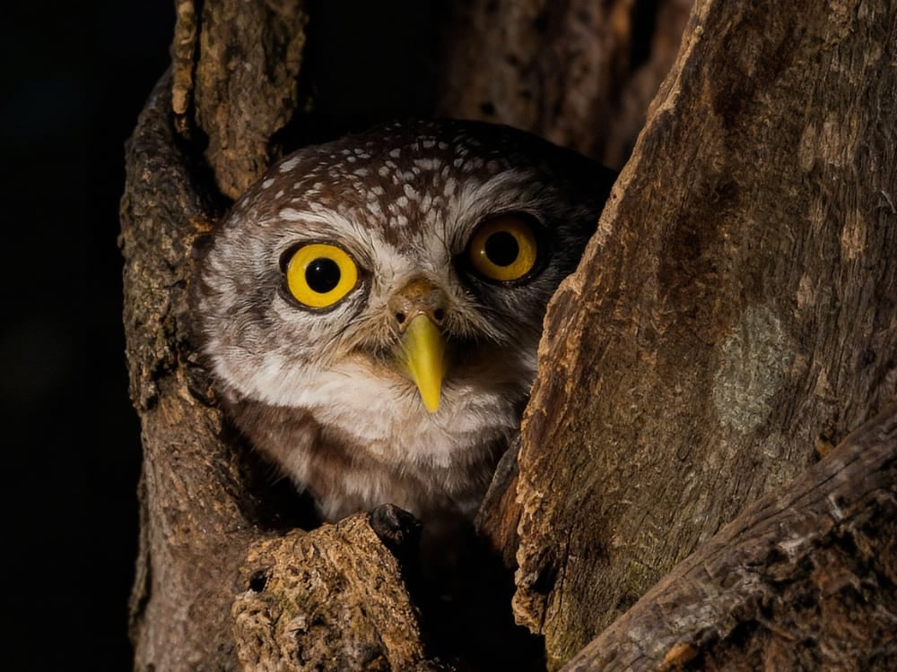 Close-up of a small owl peering from a tree hollow during a night spotlighting tour in Pantanal, Brazil. Close-up of a small owl peering from a tree hollow during a night spotlighting tour in Pantanal, Brazil.