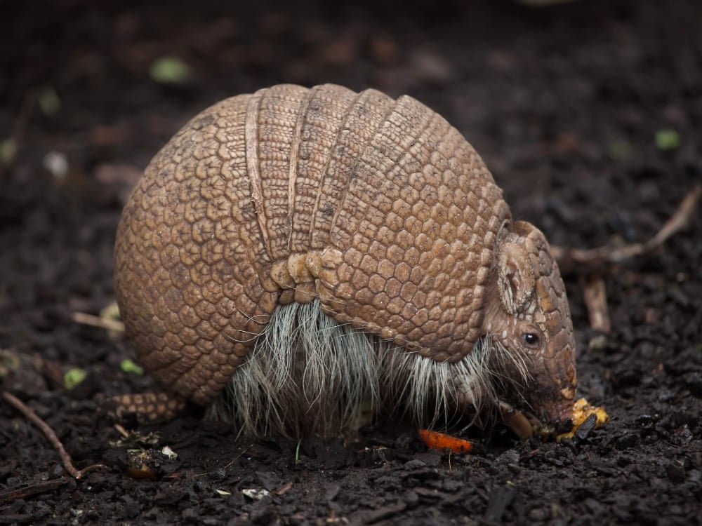 A three-banded armadillo with a textured leathery shell forages on the dark soil. A three-banded armadillo with a textured leathery shell forages on the dark soil.