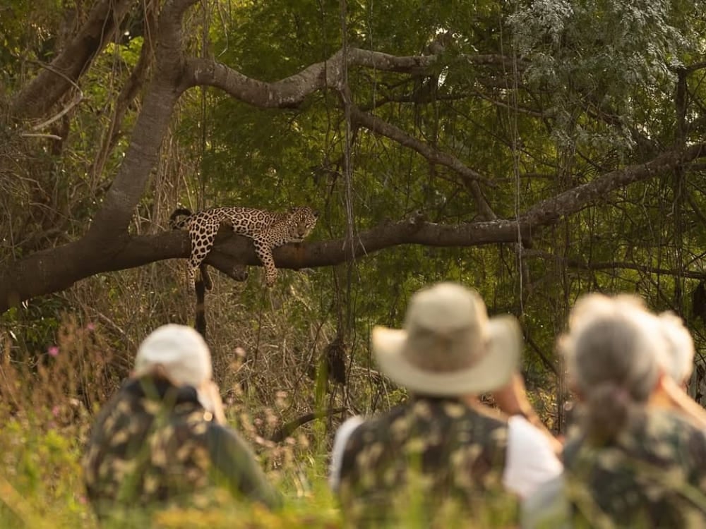 Photographers in a safari vehicle observing a jaguar resting peacefully on a tree branch. Photographers in a safari vehicle observing a jaguar resting peacefully on a tree branch.