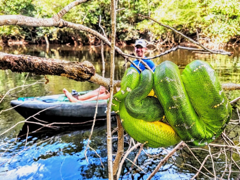 A large green snake coiled on a branch over the water, with a person in a kayak in the background in the Amazon jungle. A large green snake coiled on a branch over the water, with a person in a kayak in the background in the Amazon jungle.