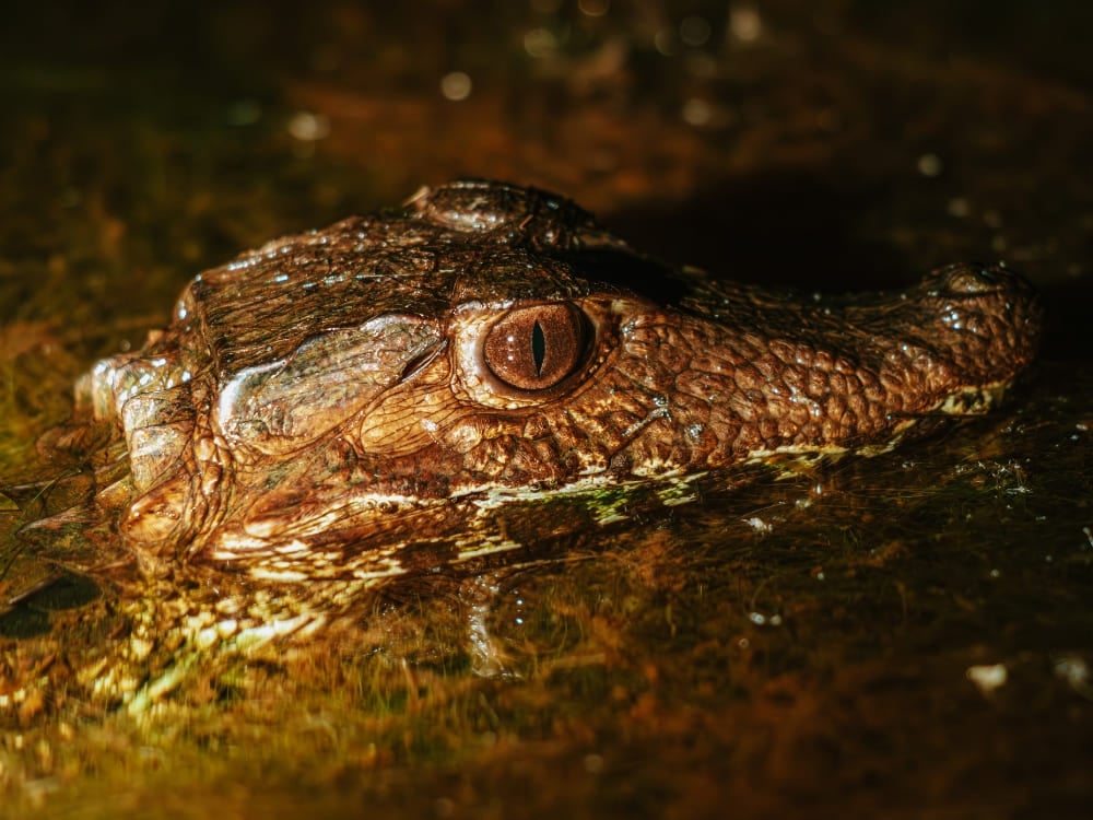 The textured head and eyes of a caiman emerging from the surface of dark water during a night observation tour. The textured head and eyes of a caiman emerging from the surface of dark water during a night observation tour.