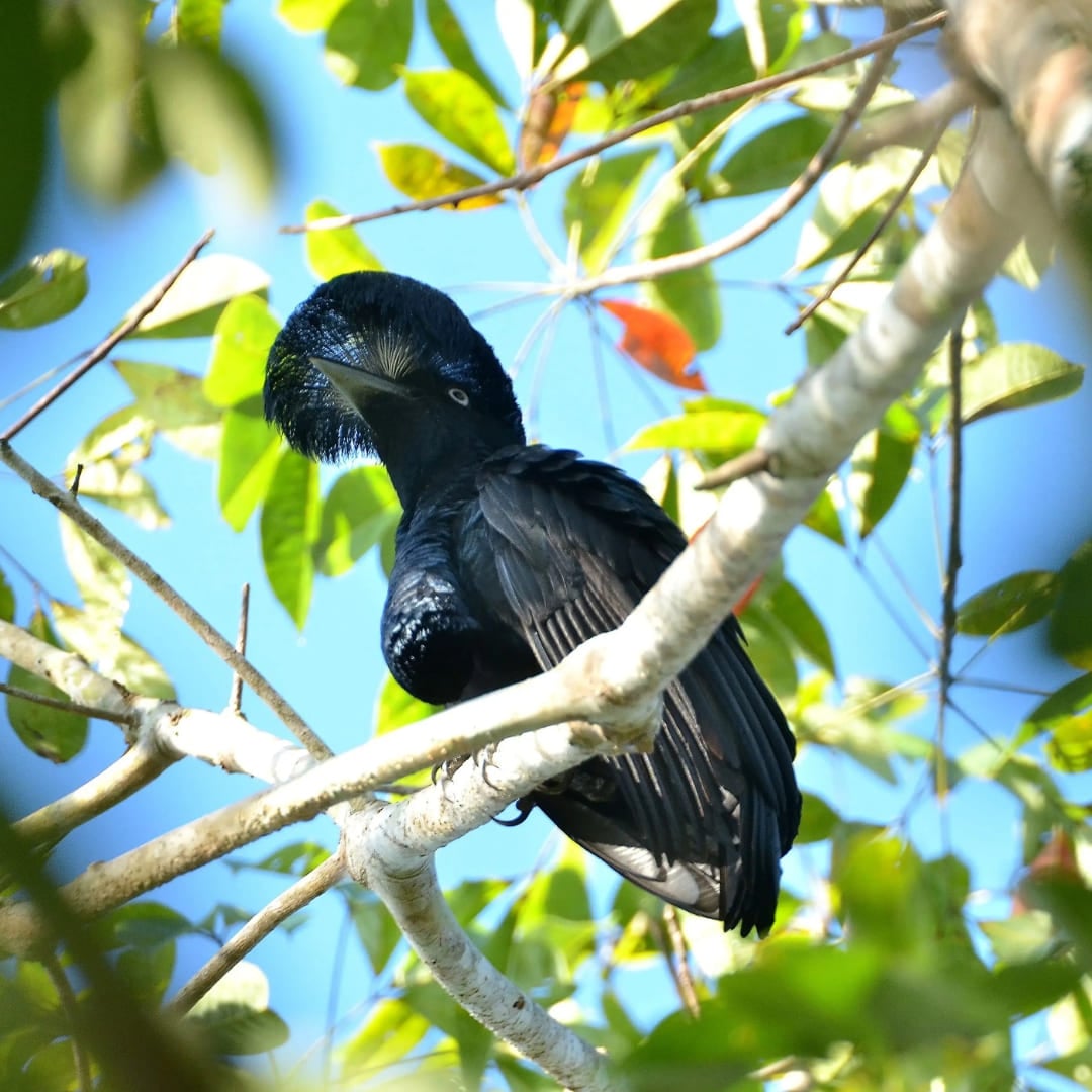 An exotic black bird with a prominent crest perched on a green branch during a birdwatching tour in the Amazon. An exotic black bird with a prominent crest perched on a green branch during a birdwatching tour in the Amazon.