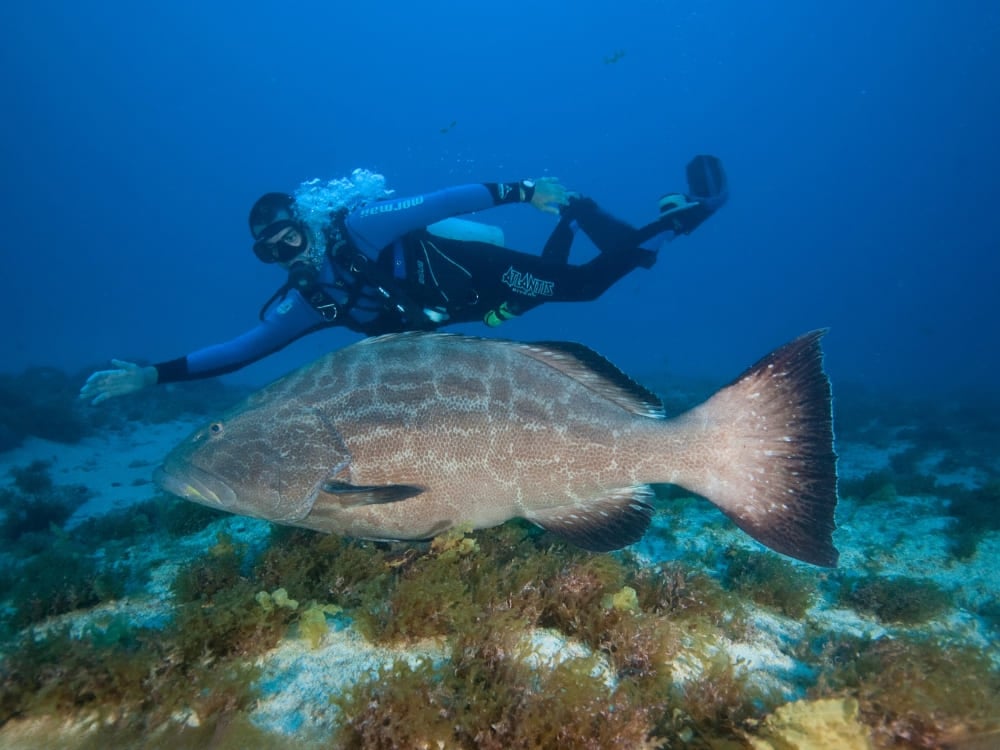 A scuba diver exploring the blue ocean swimming with open arms just above a large fish near the seabed. A scuba diver exploring the blue ocean swimming with open arms just above a large fish near the seabed.