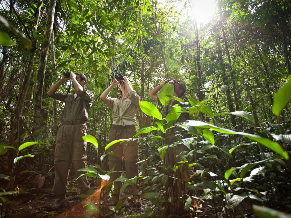 Three people exploring the tropical rainforest using binoculars during an immersive nature watching tour in Brazil. Three people exploring the tropical rainforest using binoculars during an immersive nature watching tour in Brazil.