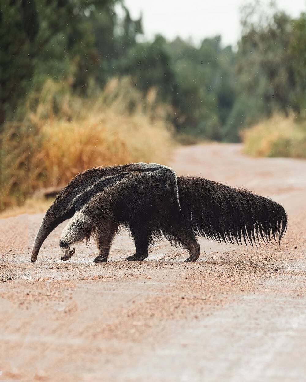 A giant anteater walking along a dirt road in the Pantanal, considered one of the best places to see wildlife. A giant anteater walking along a dirt road in the Pantanal, considered one of the best places to see wildlife.