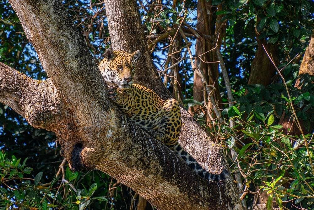 A camouflaged jaguar resting on the trunk of a large tree during a luxury eco-safari. A camouflaged jaguar resting on the trunk of a large tree during a luxury eco-safari.