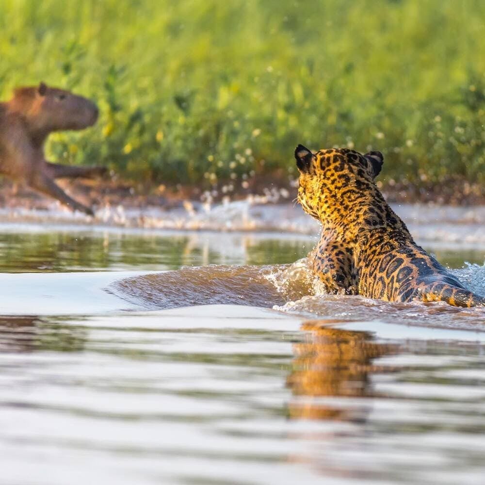 A jaguar swimming in a river while watching a capybara running on the riverbank during a Pantanal safari. A jaguar swimming in a river while watching a capybara running on the riverbank during a Pantanal safari.