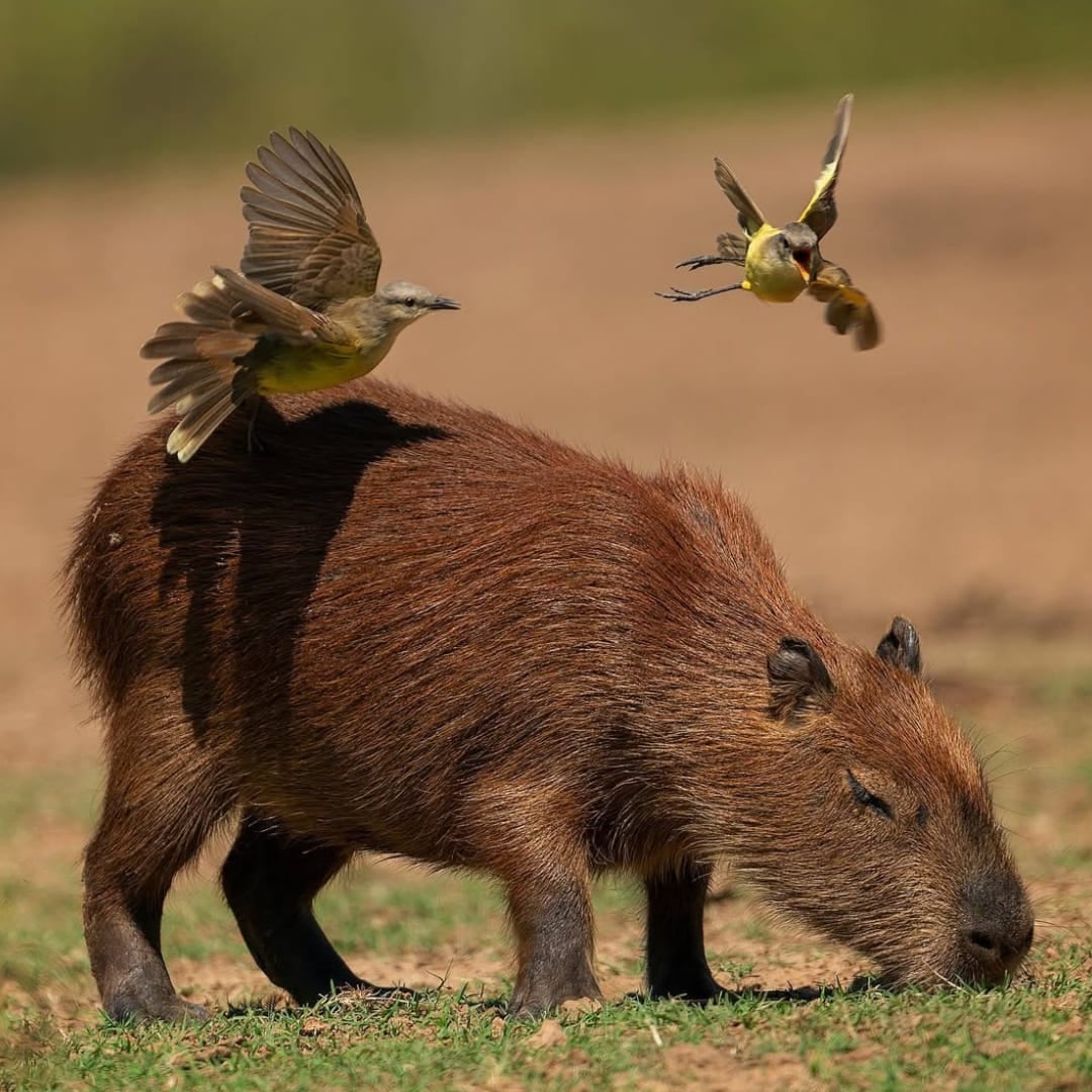 A capybara grazing on the grass with small birds flying around and perched on its back. A capybara grazing on the grass with small birds flying around and perched on its back.