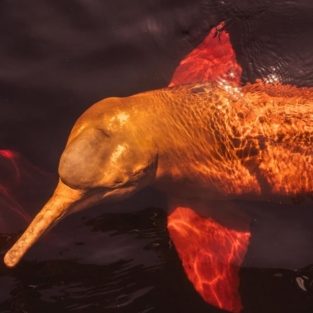 A pink river dolphin swimming gracefully just below the surface in the dark waters of a Brazilian river. A pink river dolphin swimming gracefully just below the surface in the dark waters of a Brazilian river.