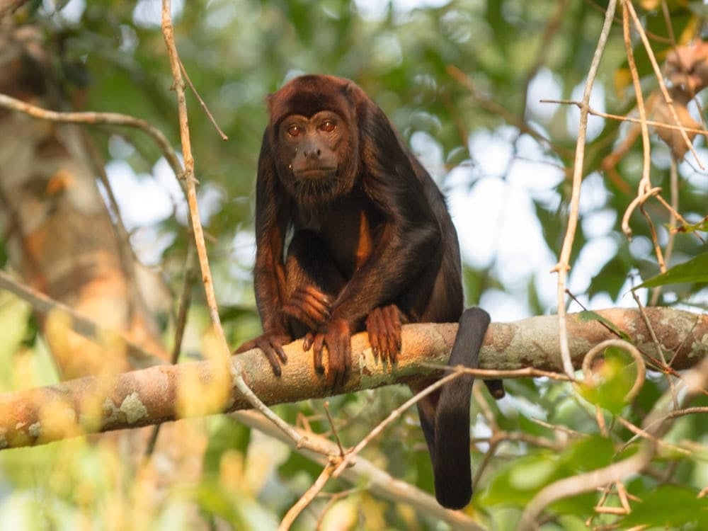A dark-furred monkey sitting on a tree branch during a wildlife-focused tour in the Amazon. A dark-furred monkey sitting on a tree branch during a wildlife-focused tour in the Amazon.
