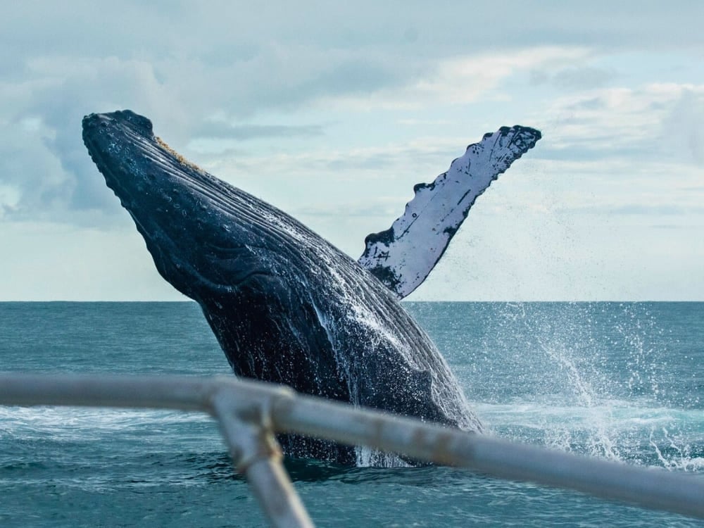 A massive humpback whale breaching the ocean water, observed from the edge of an eco-tourism boat. A massive humpback whale breaching the ocean water, observed from the edge of an eco-tourism boat.
