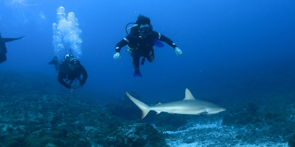 Two scuba divers exploring a rocky seabed while observing a reef shark swimming below them in the clear blue water. Two scuba divers exploring a rocky seabed while observing a reef shark swimming below them in the clear blue water.