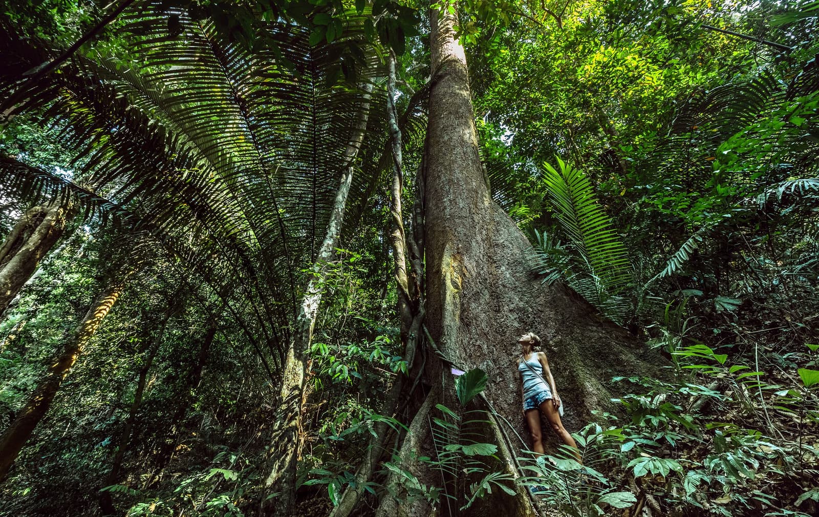 Some trees here were old before your country was a country. A woman gazes up at the towering trunk of a massive buttressed rainforest tree during an amazon turtle lodge jungle hike, surrounded by dense tropical palms and foliage