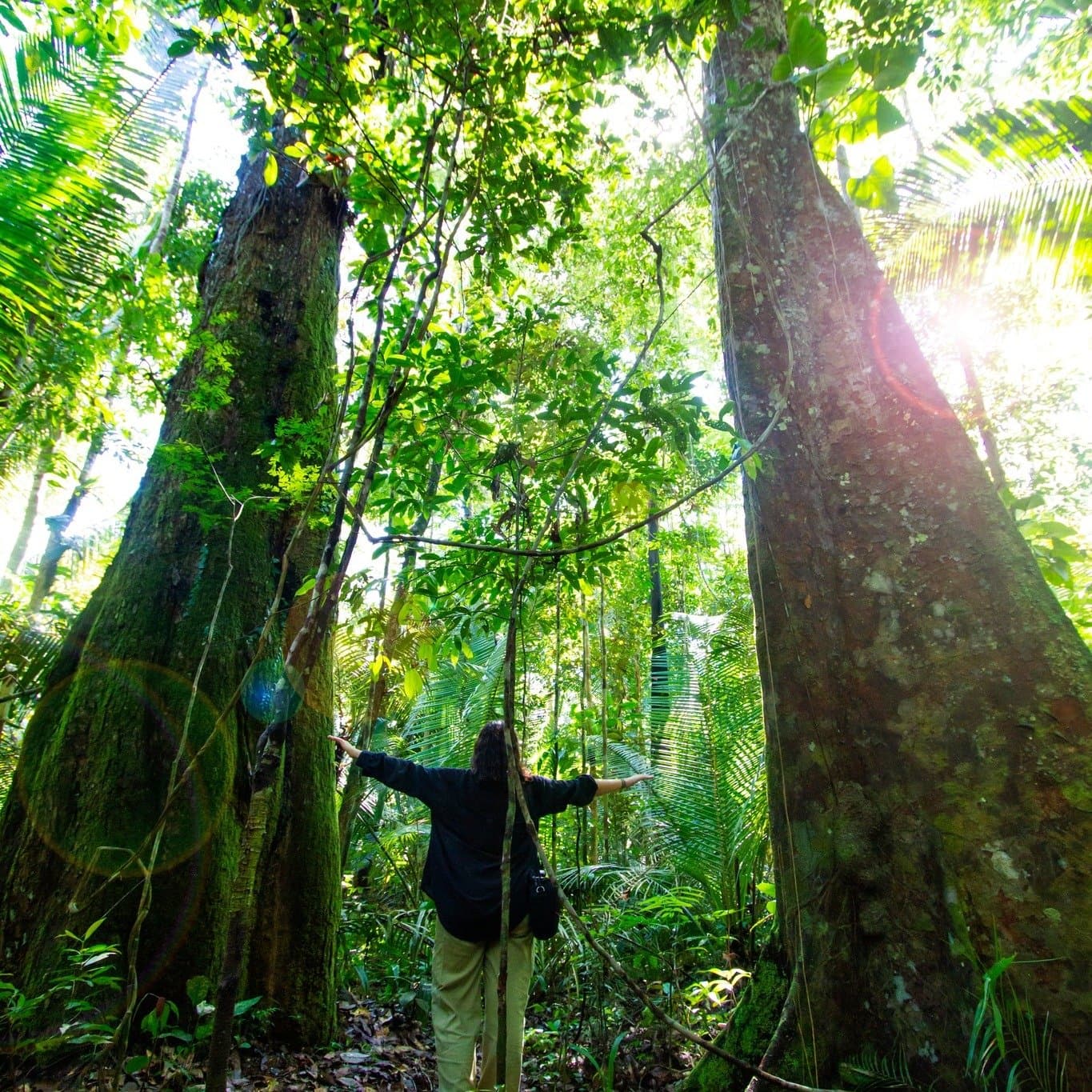 Some trees just make you forget how tall you are. A visitor stands with arms outstretched between two towering rainforest trees during an amazon turtle lodge jungle hike, vines and sunlight filtering through the dense green canopy above