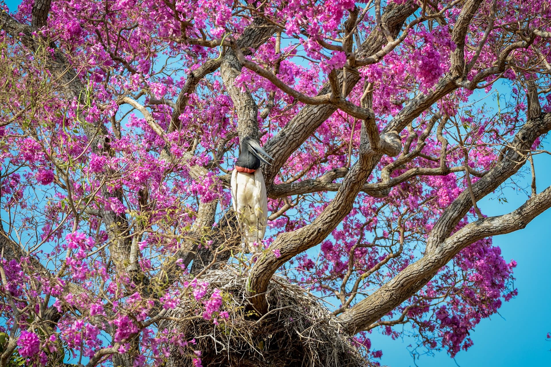 Budget Pantanal Tour: Affordable Wildlife & Lodging Budget Pantanal Tour: Affordable Wildlife & Lodging