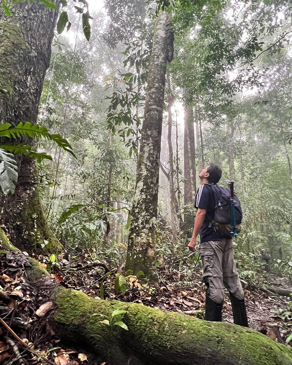 The forest has a way of making you stop, look up, and reconsider your sense of scale. A backpacker looks up toward the misty forest canopy through tall moss-covered trees during a Pico da Neblina Expedition, with soft light filtering through the cloud forest understory