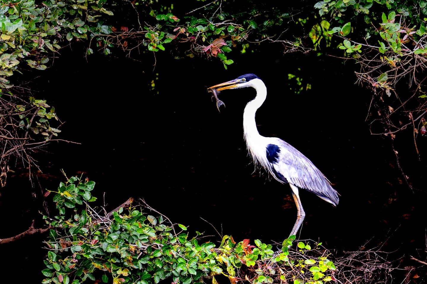 Lunch sorted, no restaurant needed. A cocoi heron stands amid riverbank vegetation on a southern pantanal safari, holding a freshly caught fish crosswise in its yellow bill against a dark water backdrop