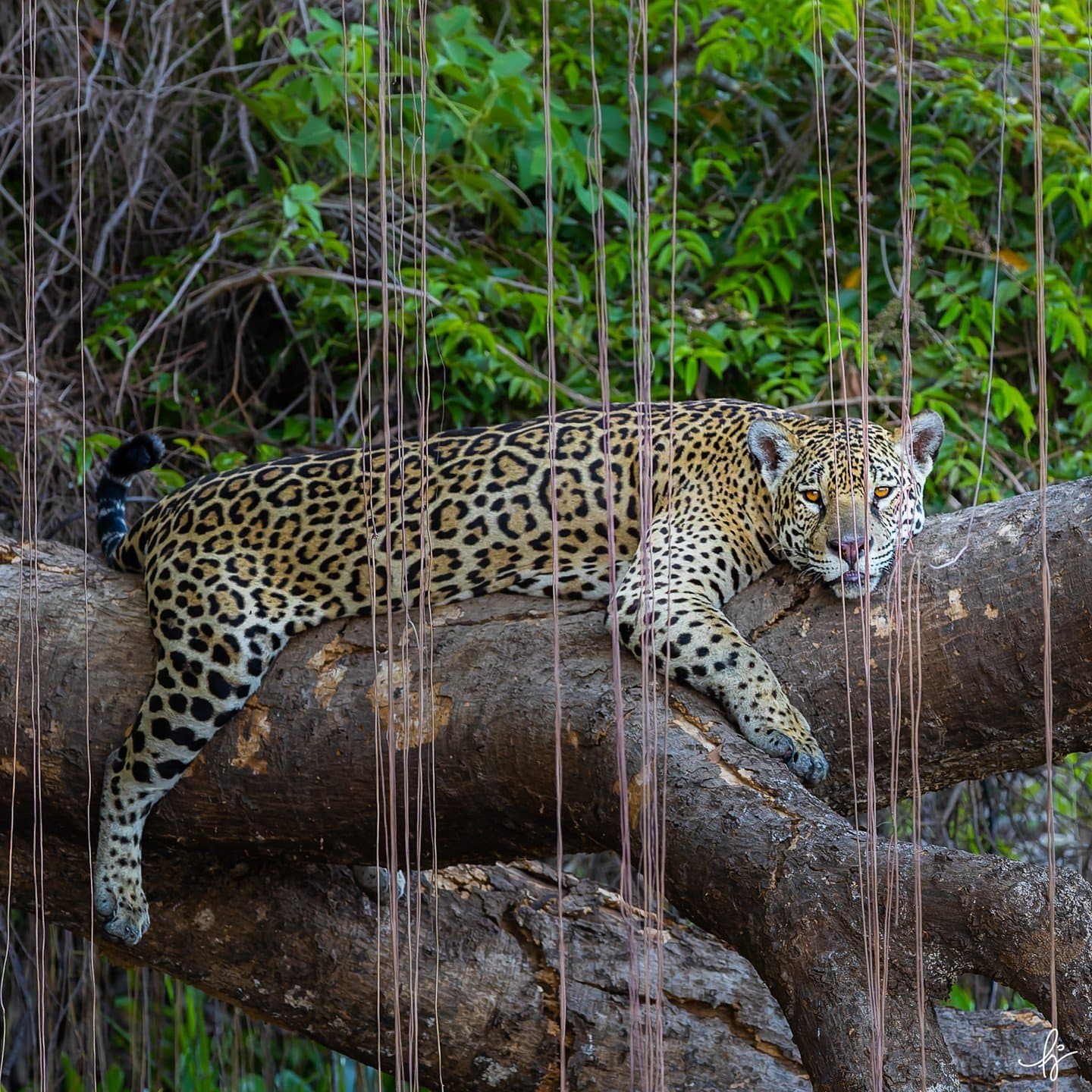 Owns the riverbank, the logs, and frankly the whole afternoon. A jaguar resting on a stack of large logs during a southern pantanal safari, its amber eyes locked forward through hanging aerial roots, dense green foliage behind it.