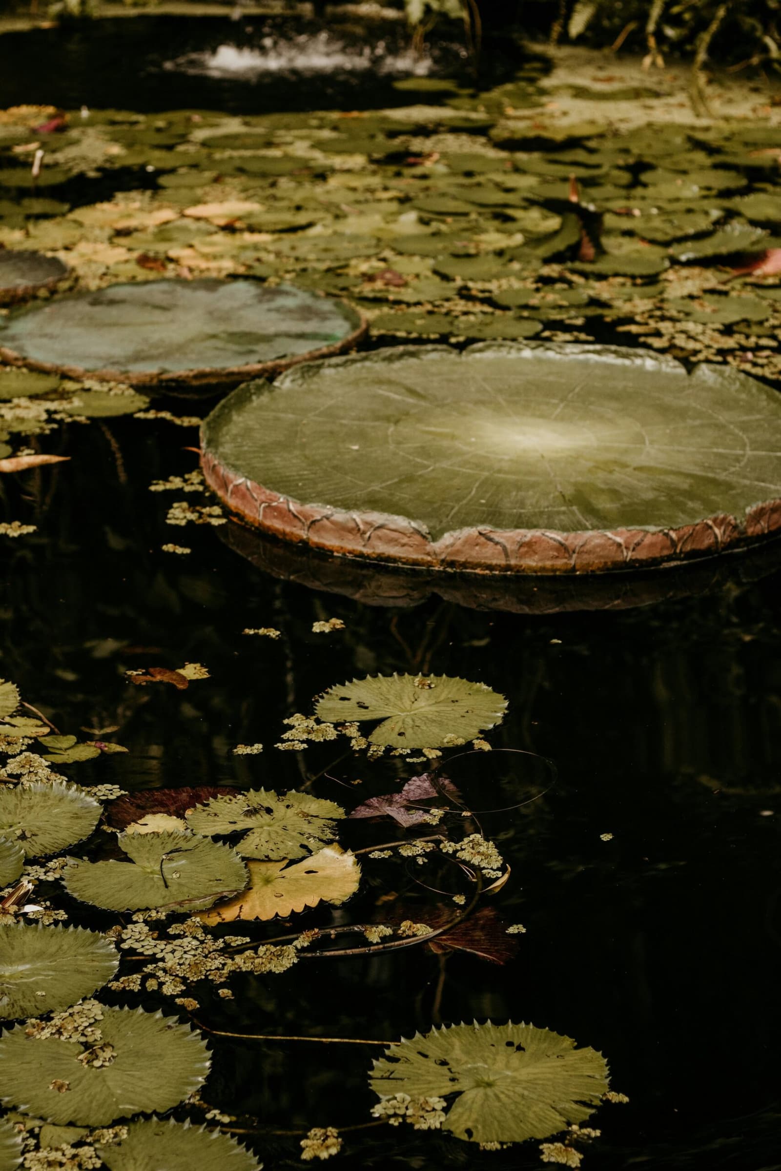 Nature's own furniture, assembled overnight and never the same twice. Giant Victoria water lily pads floating on a dark jungle pool near an Amazon boutique lodge, surrounded by smaller lily leaves and aquatic plants