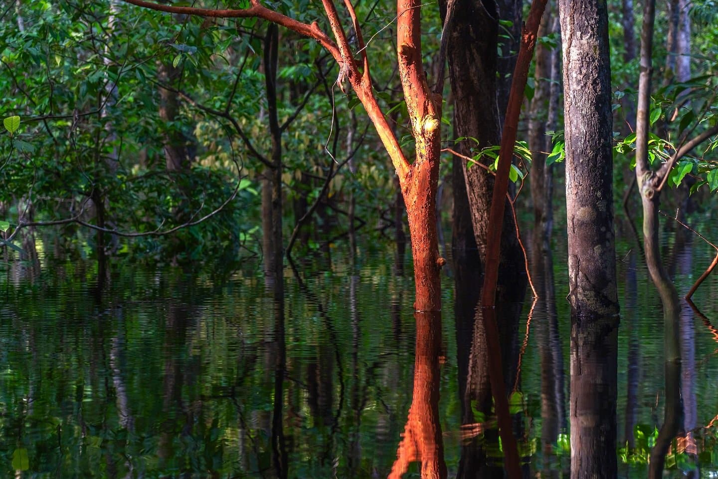 The forest doesn't stop at the waterline here, it just keeps going. Sunlit red-barked trees standing in dark still water during an Amazon jungle cruise Brazil, their trunks and branches reflected in the flooded igapó forest floor