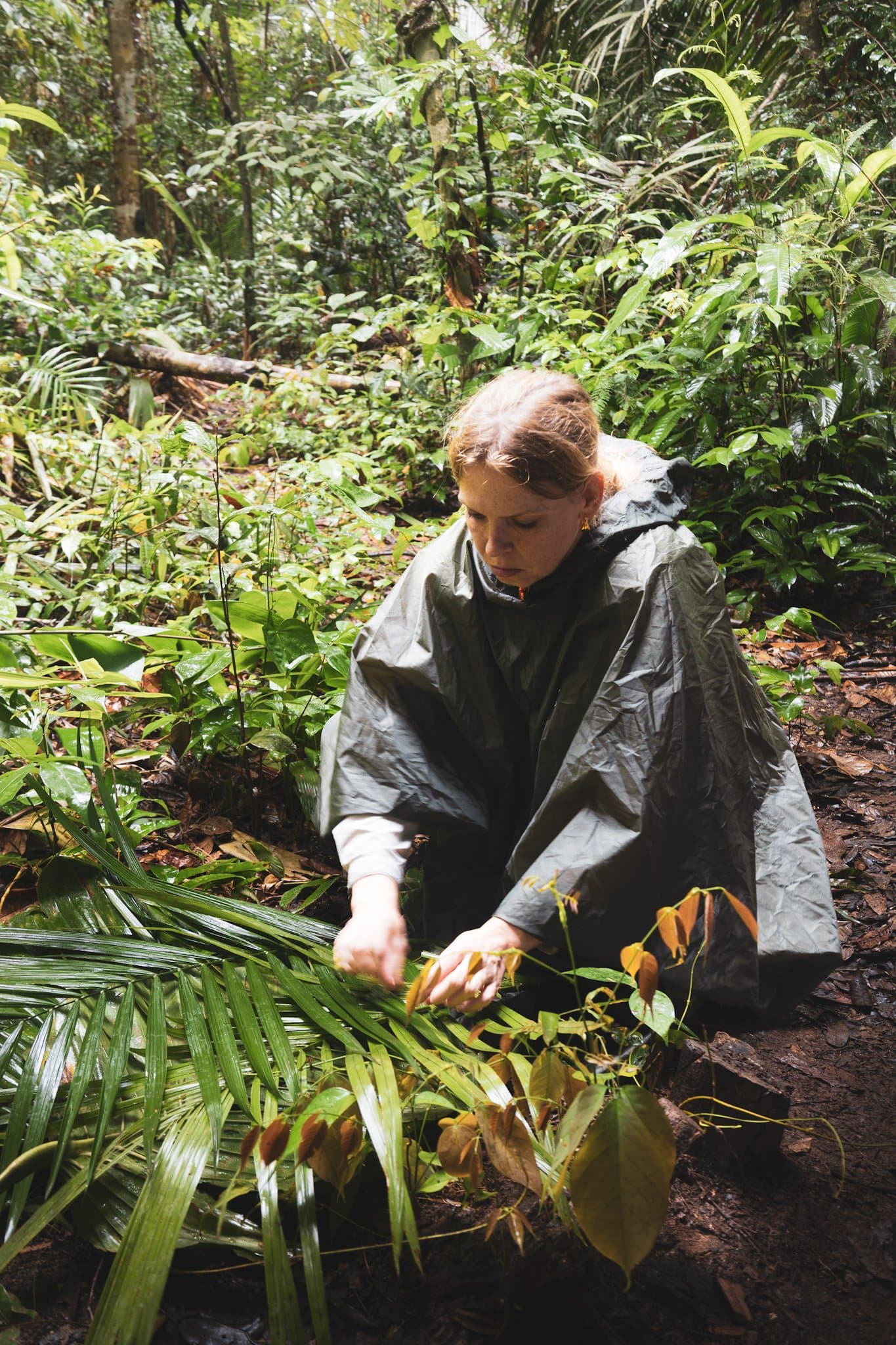 Getting properly acquainted with the forest, one leaf at a time. A traveller in a rain poncho crouches on the forest floor at amazon turtle lodge, carefully examining tropical undergrowth and palm fronds in dense rainforest