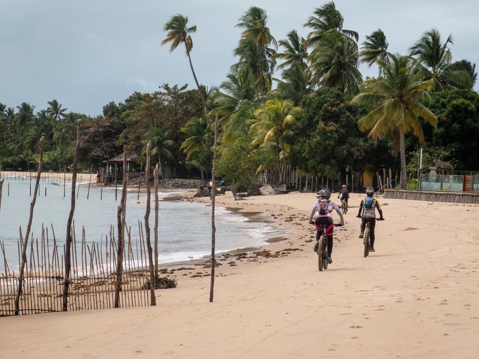 Sand packed just firm enough, palms bent by the breeze, and forty kilometres still ahead. A group of cyclists on a bahia cycling tour rides along a wide sandy beach lined with coconut palms and a rustic wooden fence, with calm coastal waters to one side