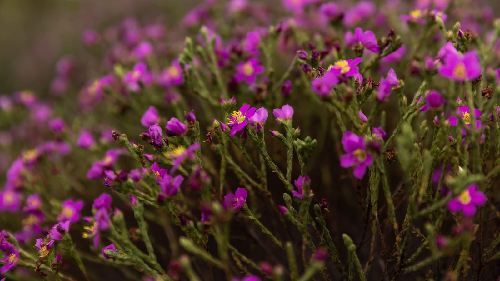 Tiny flowers, no interest in being ignored, the cerrado has its own ideas about colour. Photo: Alexandre Socci Dense cluster of small magenta wildflowers with yellow stamens on slender green stems, typical of the cerrado flora encountered on a Jalapão trekking route
