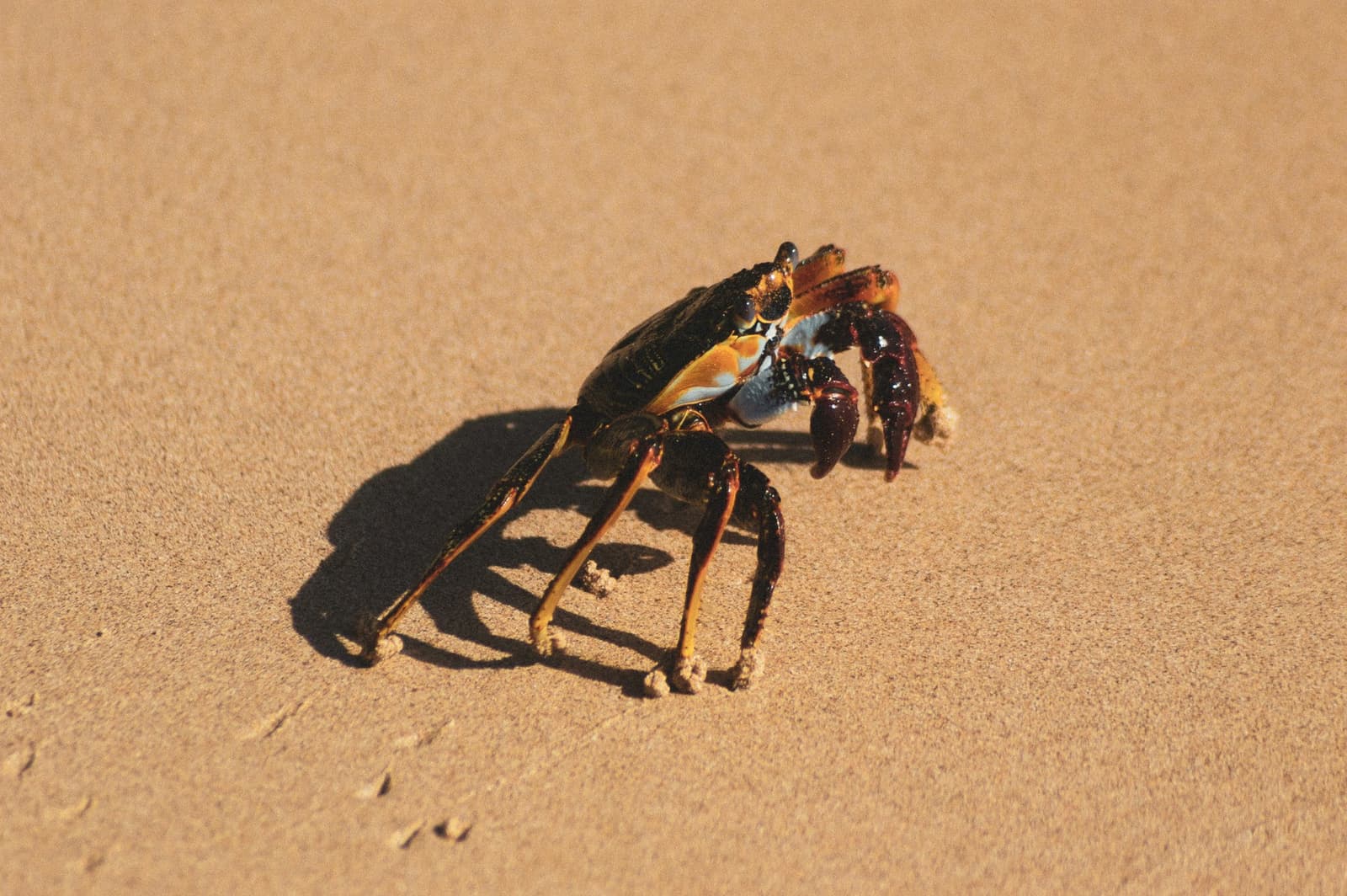 Not every creature you meet on Noronha lives underwater. A colorful crab with dark shell, orange and blue markings, and deep-red claws walking across golden sand in Fernando de Noronha, encountered during an Open Water diving course beach session