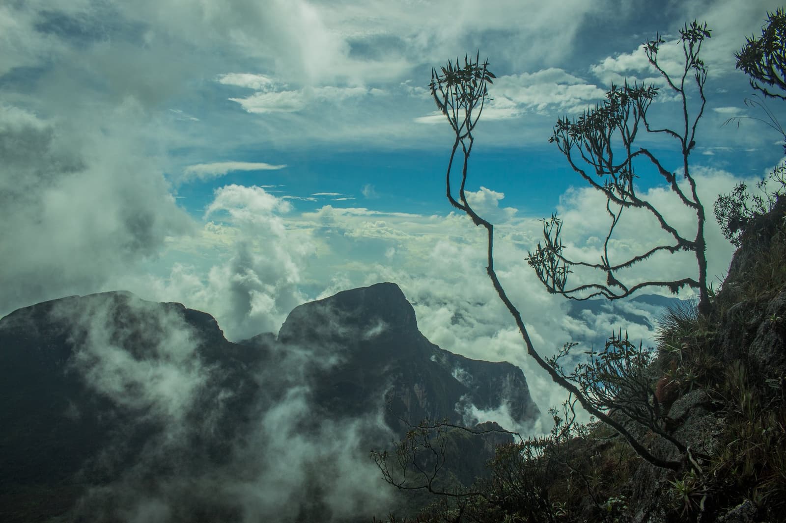 Up here, the clouds are below you and the mountain still has more to say. View from high altitude on the Pico da Neblina Expedition, with rocky peaks emerging through a sea of white clouds, a bare twisted tree silhouetted against vivid blue sky, and high-altitude shrubs clinging to the foreground ridge
