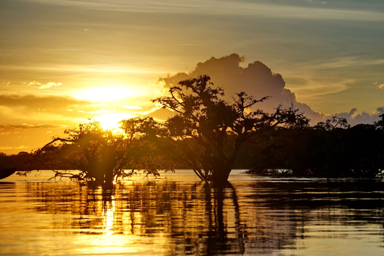 The Amazon turns golden at the edges, and the trees just stand there in the water, unbothered. Photo: ANPerryman Silhouettes of flooded forest trees rise from still water during a golden sunset on a Pico da Neblina Expedition, with a towering cumulus cloud lit from behind on the horizon