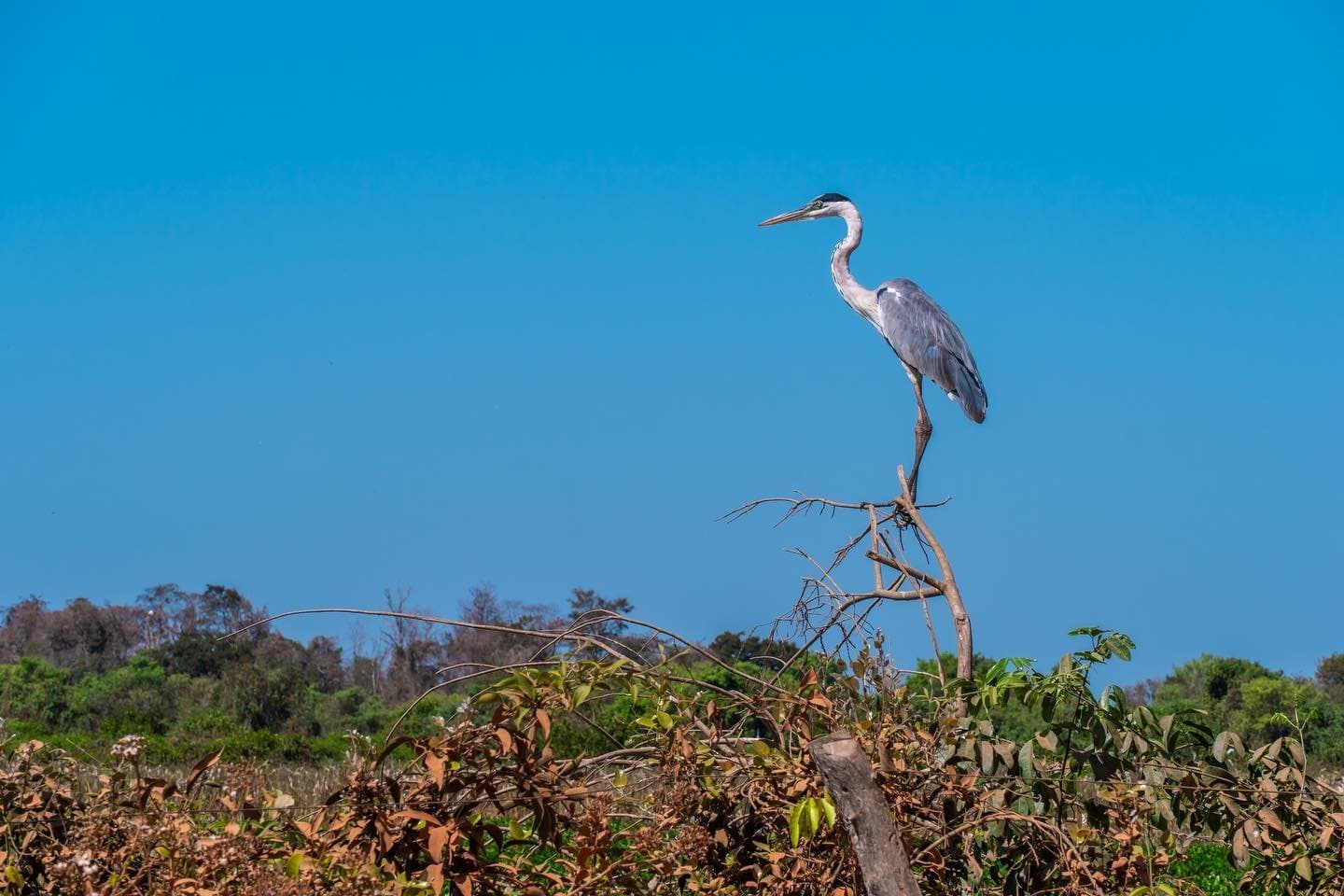 Patience is a full-time job, and this one has mastered it. A cocoi heron stands tall on a bare branch tip against a deep blue sky during a southern pantanal safari, with mixed dry and green riverside vegetation below