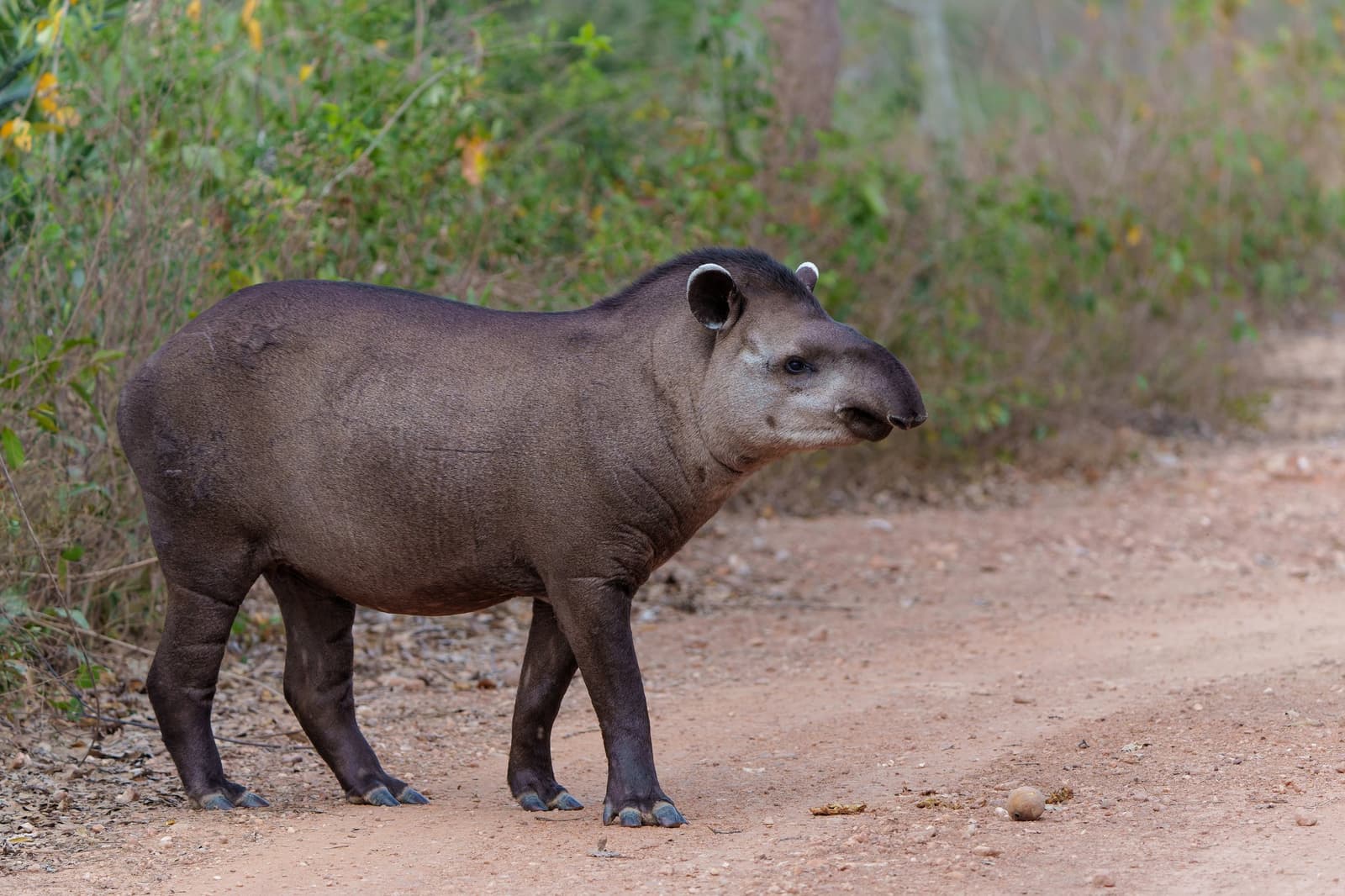Unhurried and unbothered, the tapir owns this road. A South American tapir stands on a red dirt road during a budget Pantanal tour, its distinctive prehensile snout turned toward the camera, with dense green scrub vegetation behind it