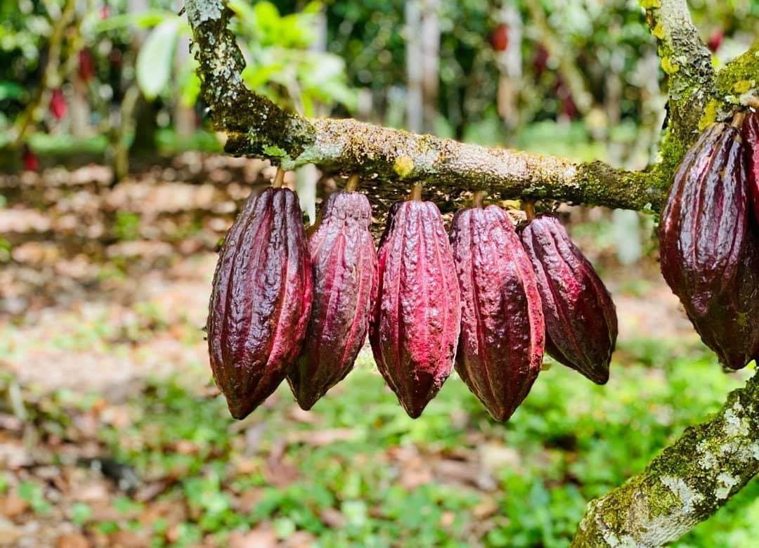 Every bar of chocolate on your ride began exactly like this. Cluster of deep red-purple cacao pods hanging from a moss-covered branch on a cycling bahia cocoa route farm visit