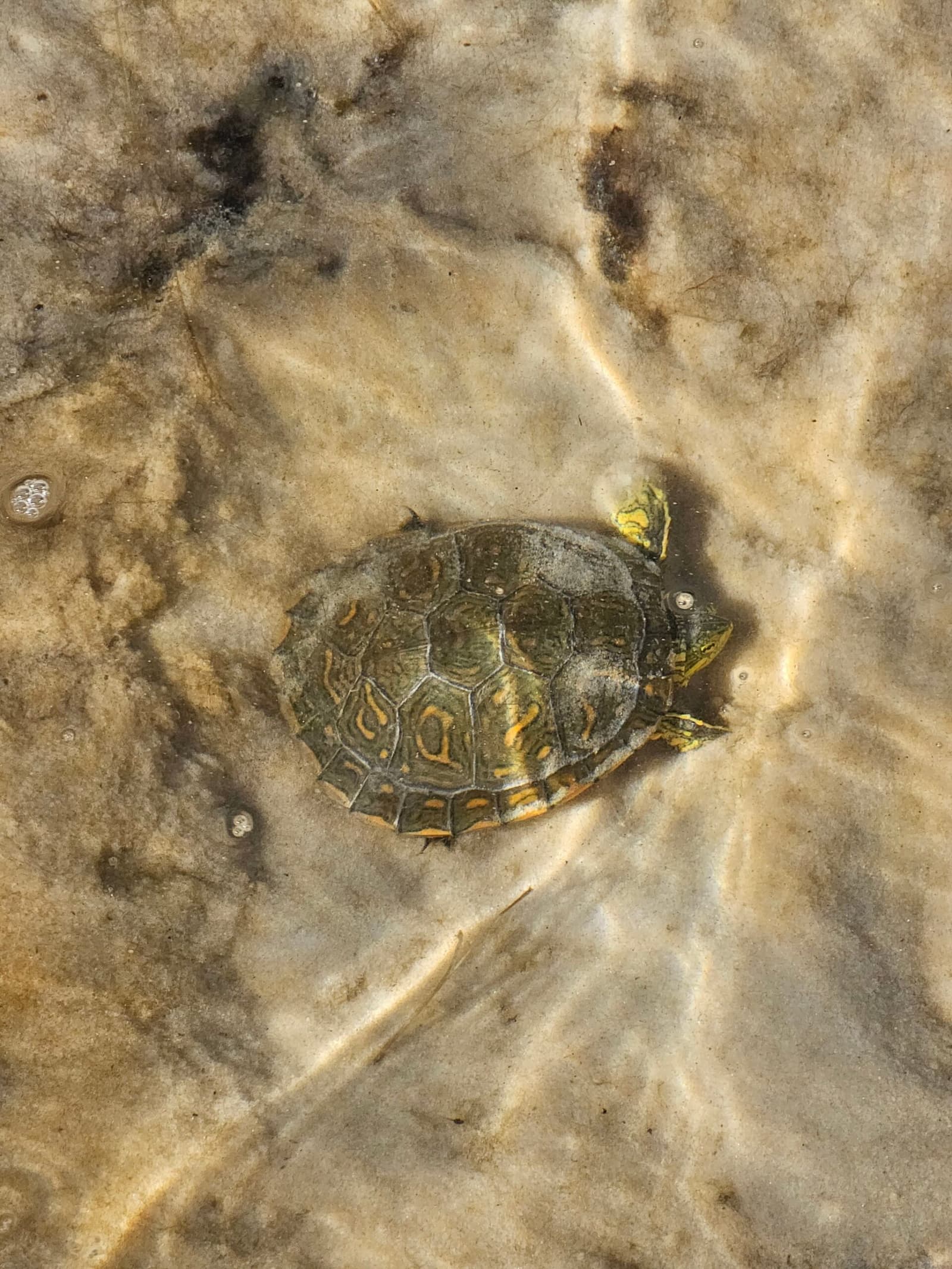 Tiny, unhurried, and completely unbothered by your schedule. A small dark-shelled turtle with orange-yellow markings resting in shallow, sandy-bottomed water during a Lençóis Maranhenses trekking day