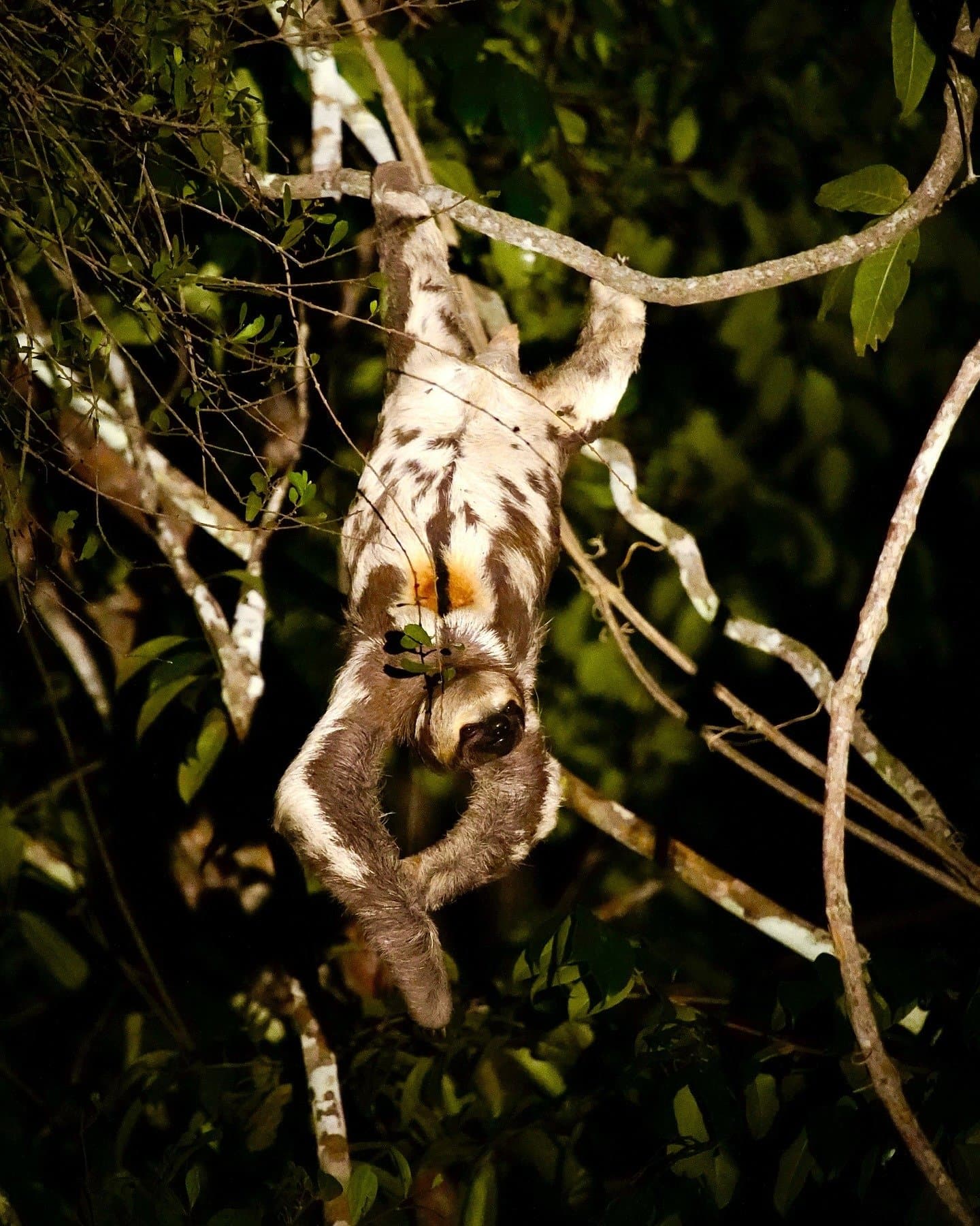 Dinner plans: one leaf, zero urgency. A three-toed sloth hanging upside-down from a forest branch at night, spotted during a nocturnal wildlife tour at Mirante do Gavião