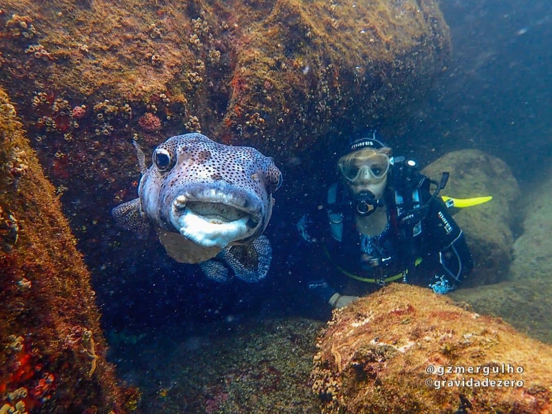 Turns out porcupinefish are curious about beginners too. A spotted porcupinefish hovers face-to-face with a scuba diver inside a rocky underwater crevice during an Open Water diving course, algae-covered boulders surrounding them both