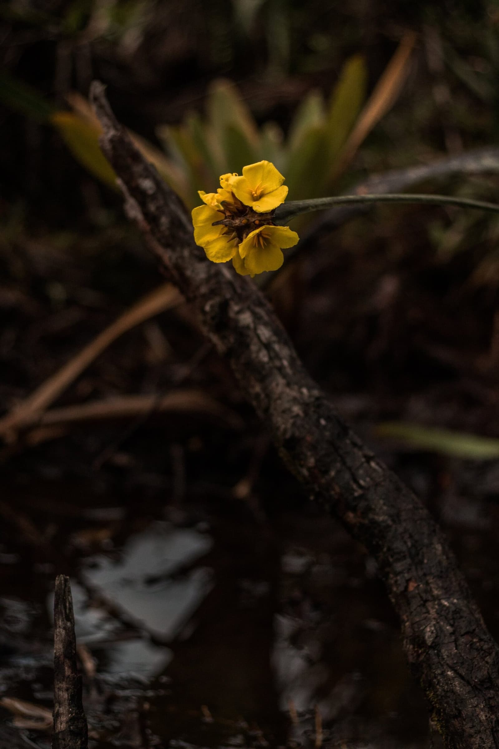 Tiny, yellow, and completely unbothered by the altitude. A small yellow-petalled wildflower blooms on a slender stem against dark wet branches and still water on the Pico da Neblina Expedition trail