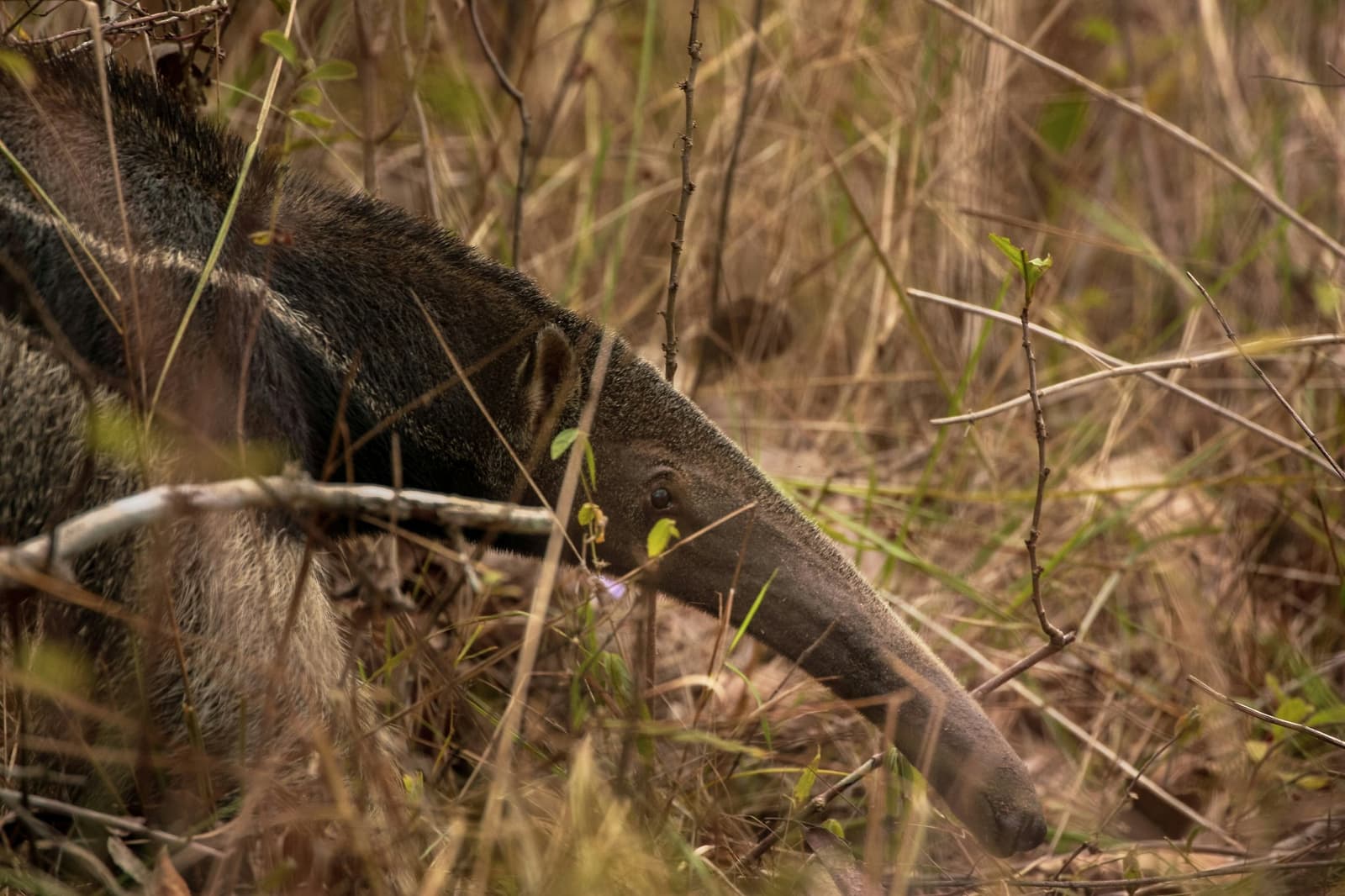 All nose, all purpose, and completely indifferent to the camera. A giant anteater moves low through dry savanna scrub on a southern pantanal safari, its long tapered snout nearly touching the ground among tangled grass stems and bare twigs